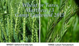 camp theme 2015 Wheat or Tares
